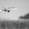 Rybak bahenni - Chlidonias hybrida - Whiskered Tern 0095